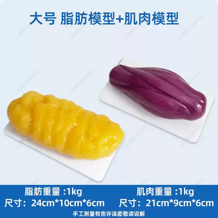 Human Muscle and Fat Replicas, - Nutrition And Fitness 评论和价格