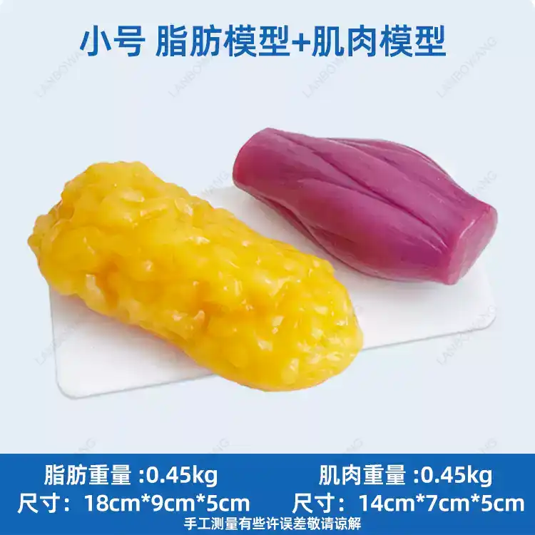 Human Muscle and Fat Replicas, - Nutrition And Fitness 评论和价格